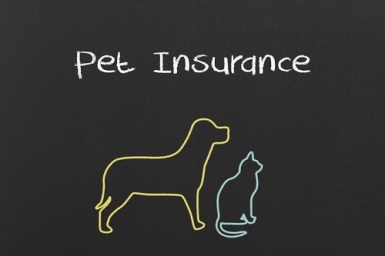 Animal-Friends-Pet-Insurance