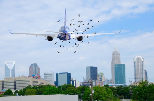 Mid-air-collision-birds-and-planes