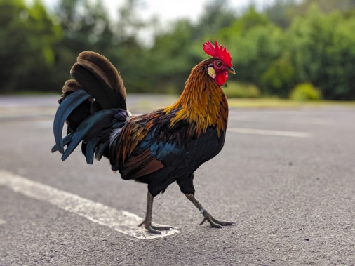 Chicken-crossing-road