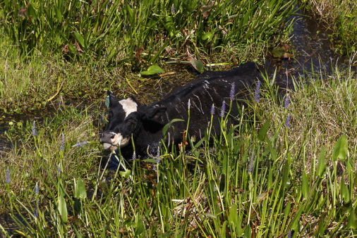 Cow-in-garden