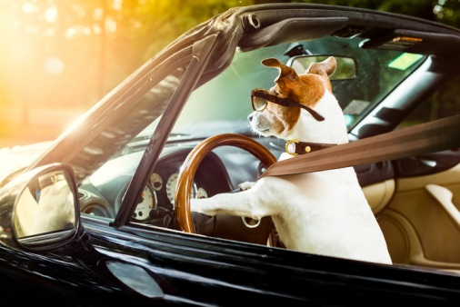 Dog-driving-car