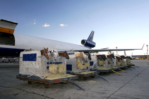 Transporting-horses-on-a-plane