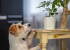 Home-insurance-claims-caused-by-dogs
