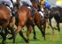 Horseracing-and-Covid-19
