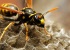 UK-wasp-infestation